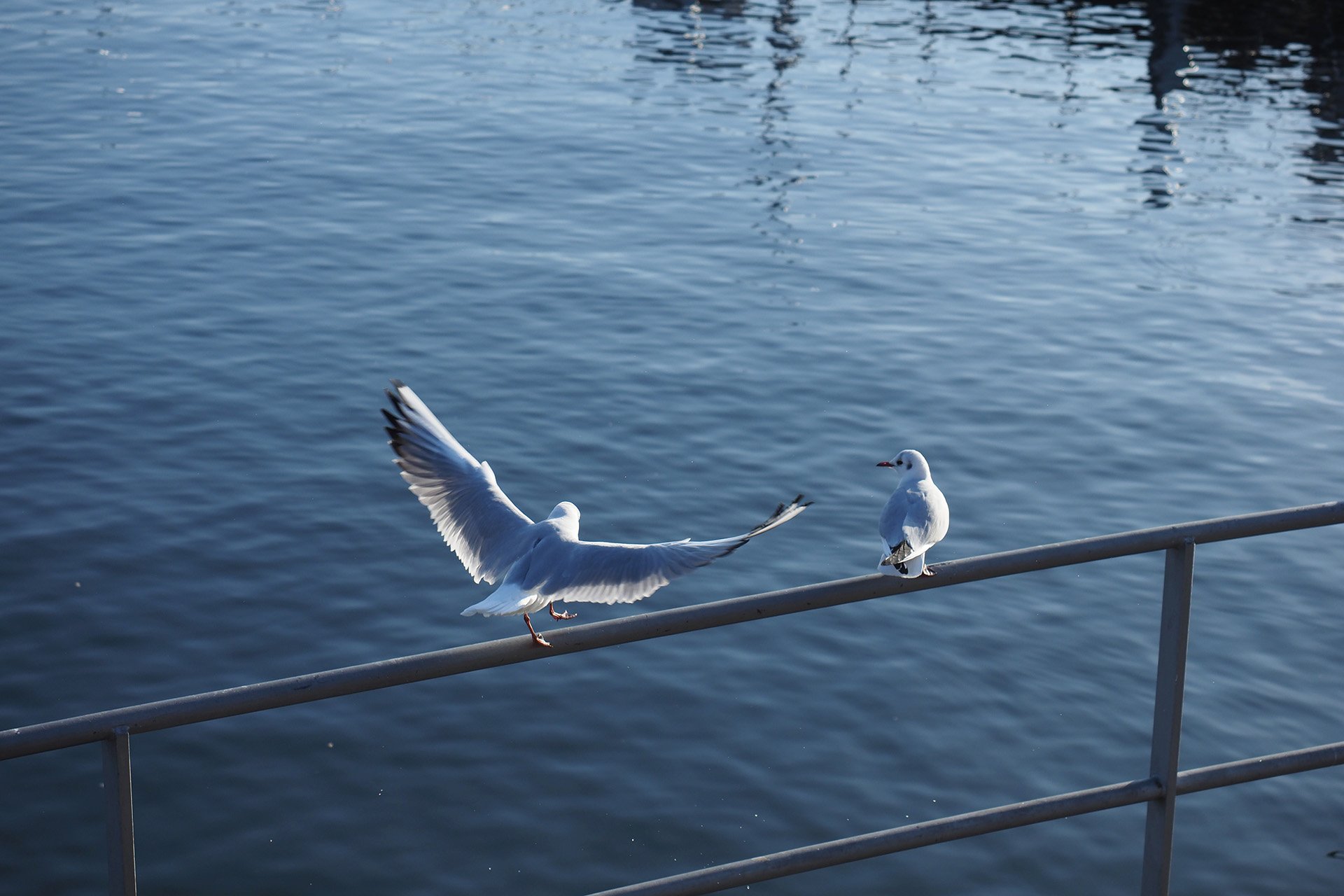 Olympus OM-D E-M1 Mark II: C-AF+Tracking, Bild 29